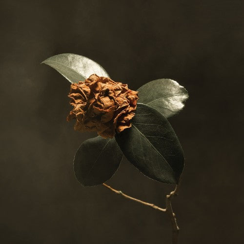 St Paul & the Broken Bones: Young Sick Camellia - COMPACT DISCS